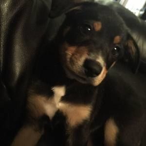 Meet your Posher, Gabriel